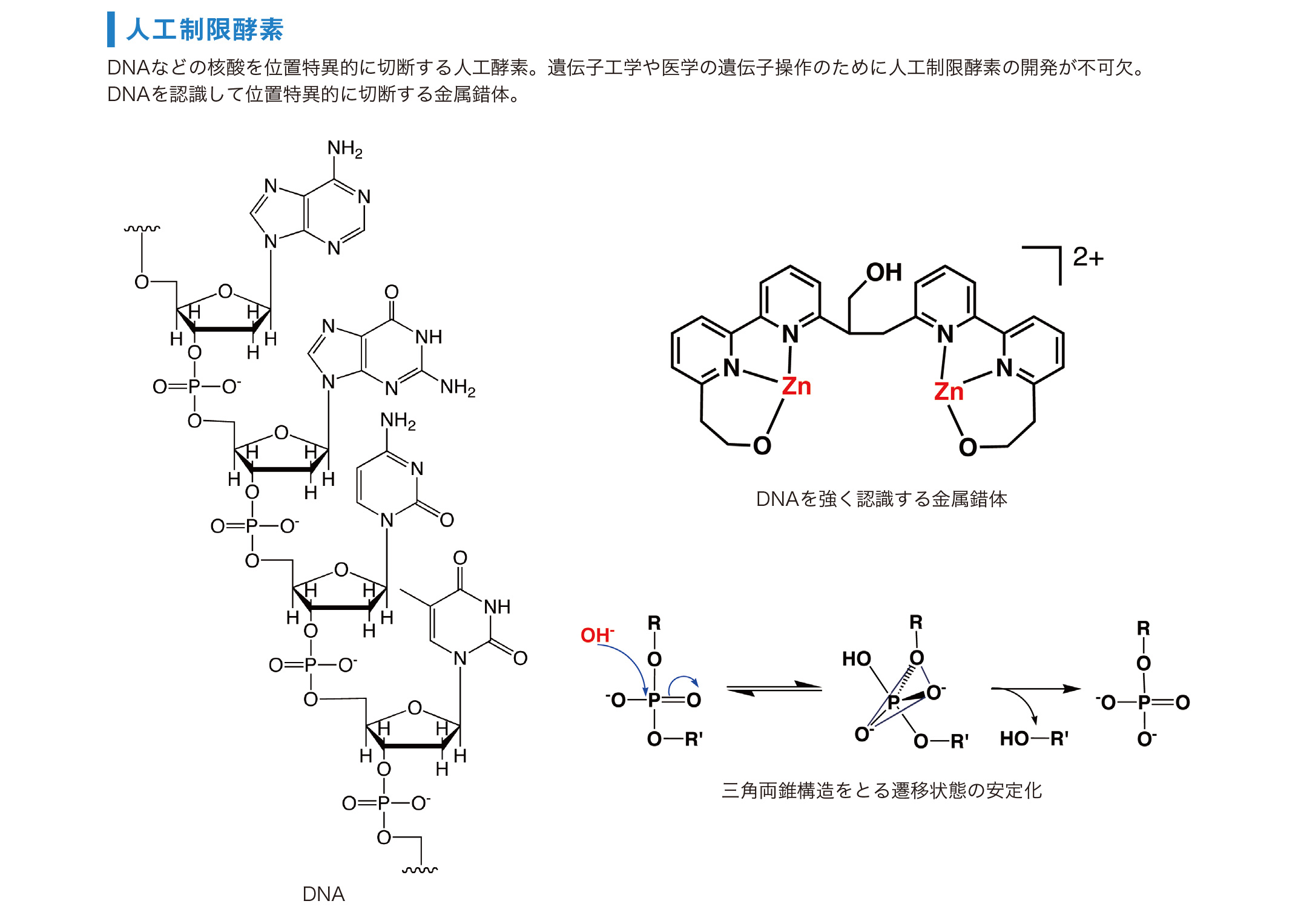 小寺 政人(理工学部機能分子・生命化学科) | 同志社大学 研究者 小寺 政人(理工学部機能分子・生命化学科) | 同志社大学 研究者